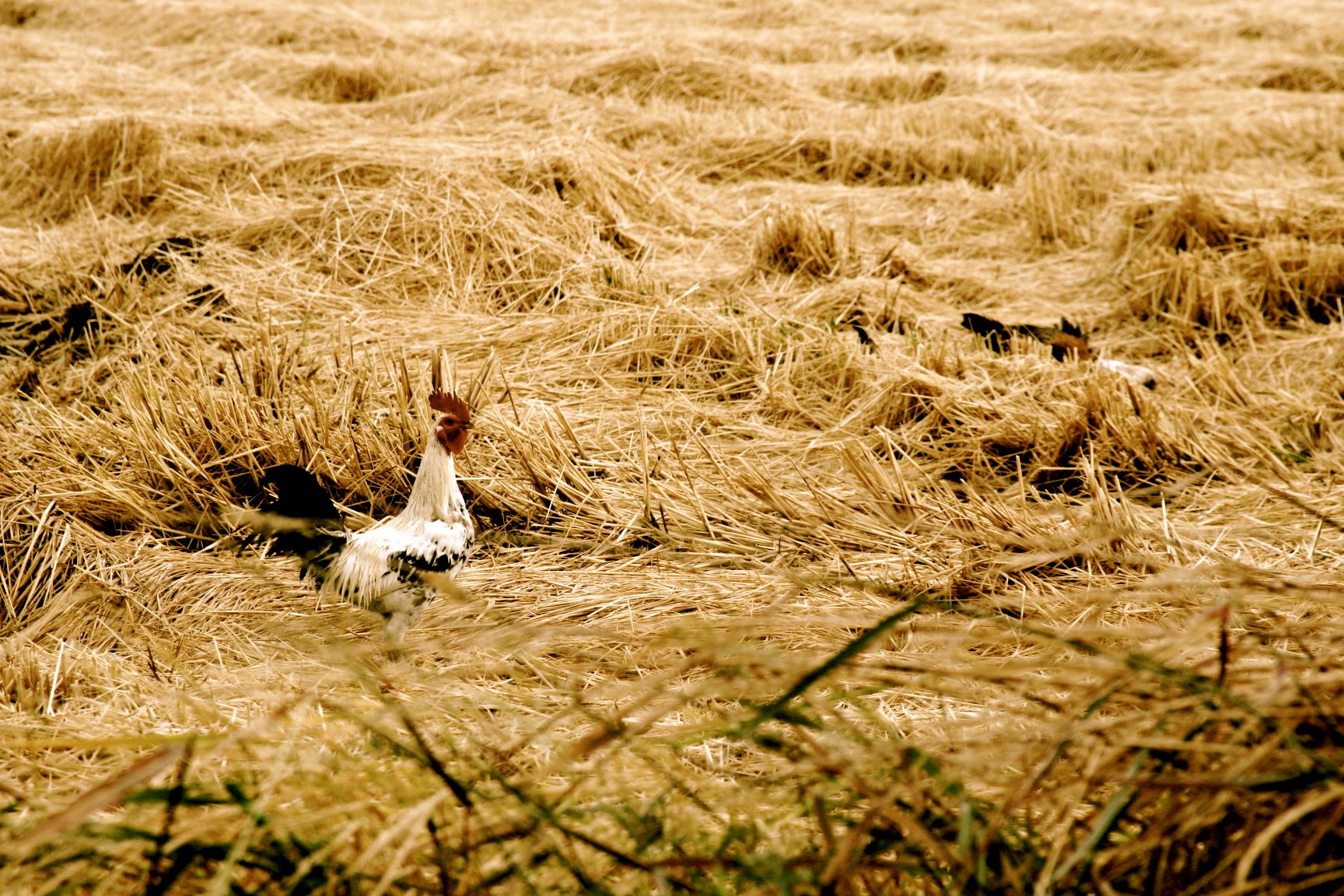 harvested field