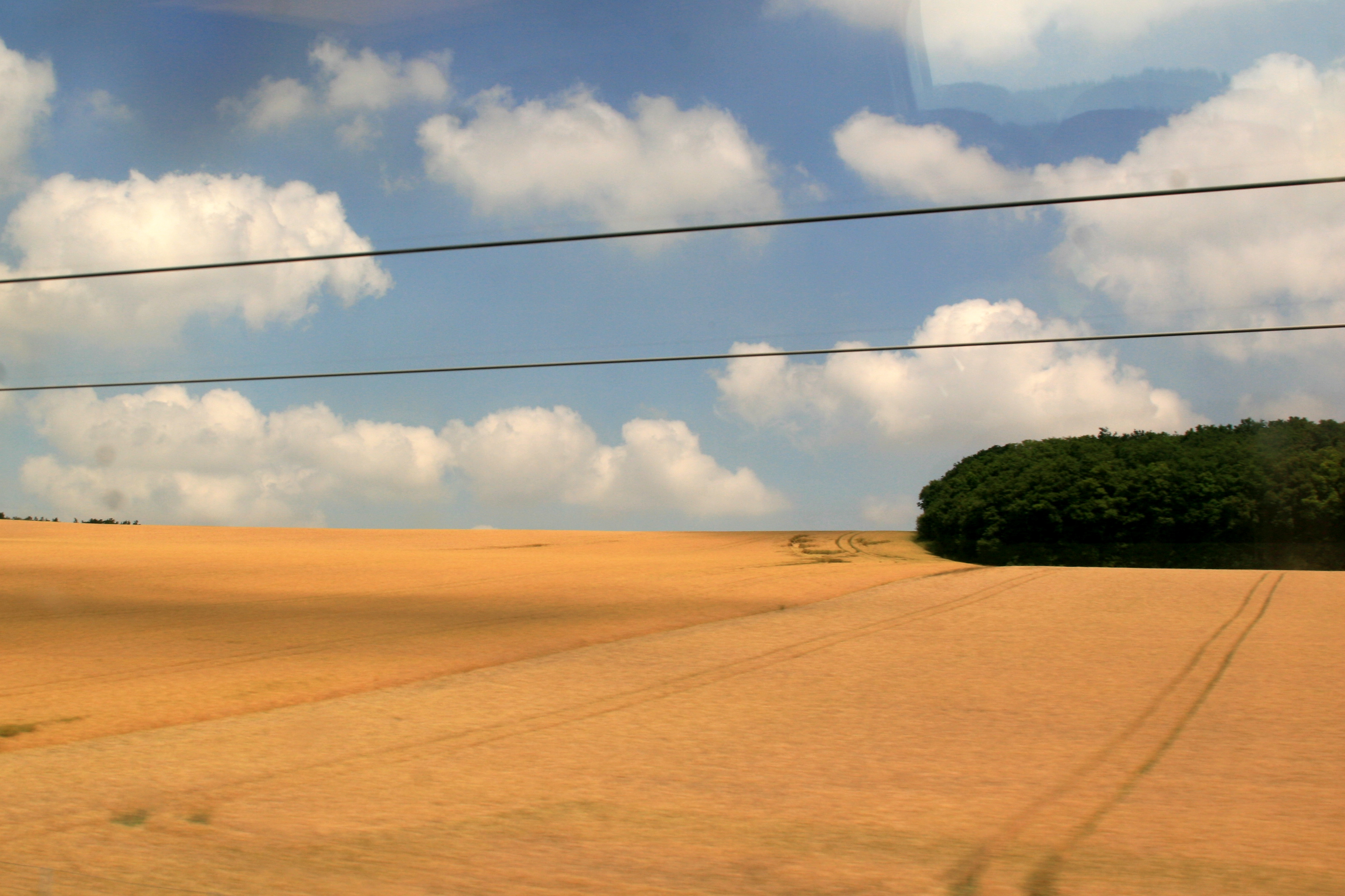 Wheat fields in France