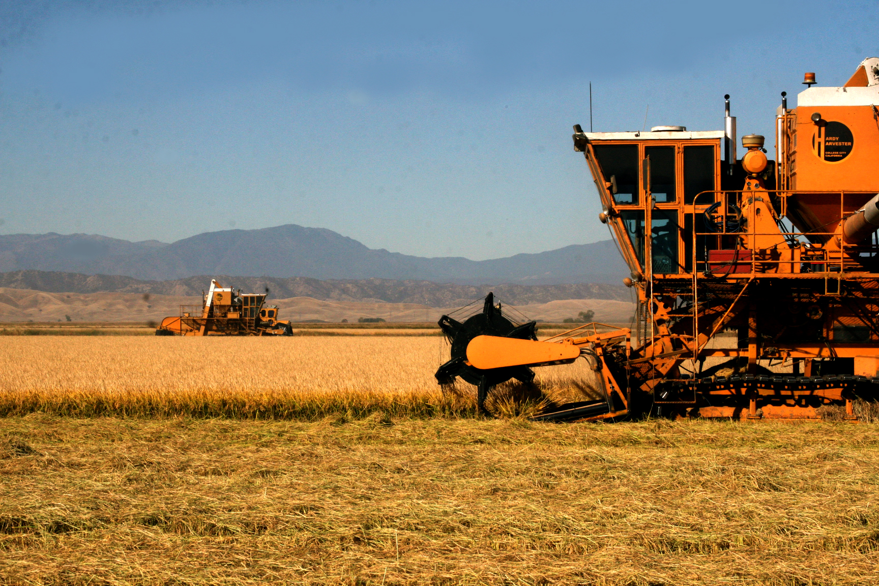 Rice harvest