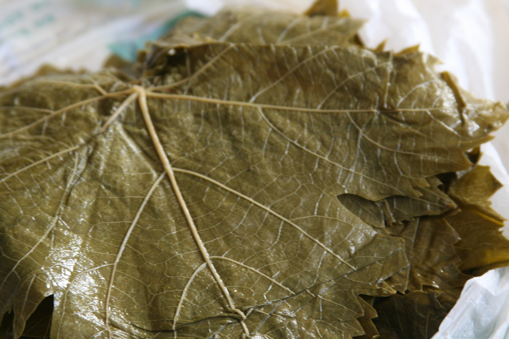 blanched grape leaves blanched grape leaves