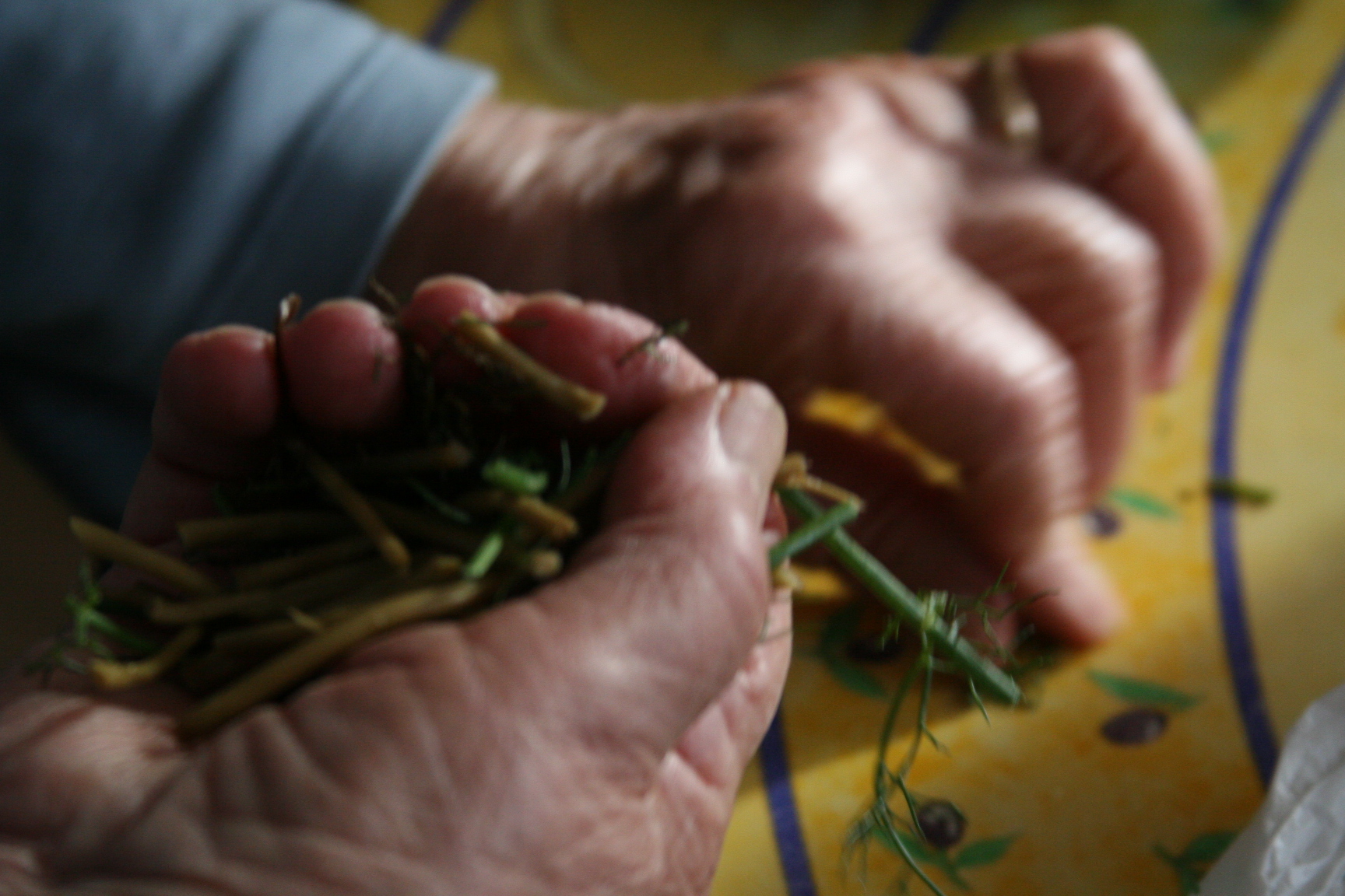 grape leaves stems grape leaves stems