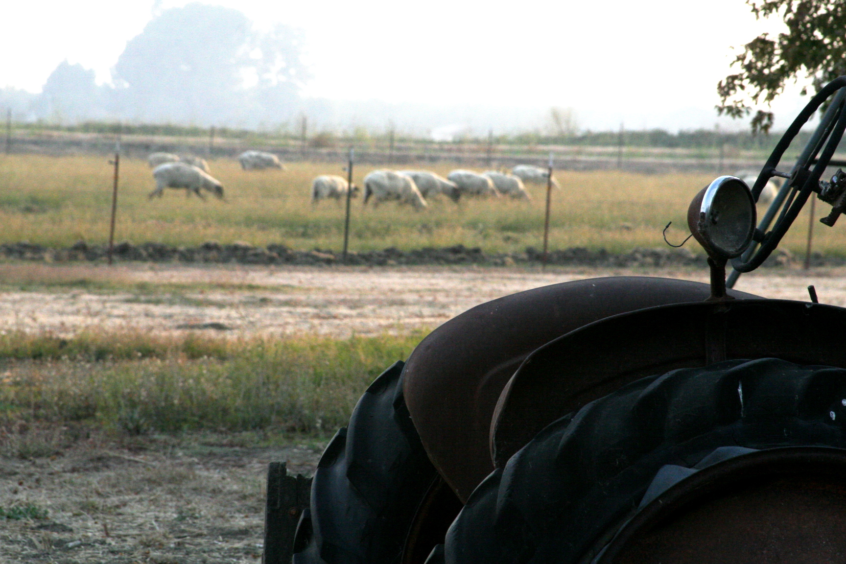 sheep and tractor