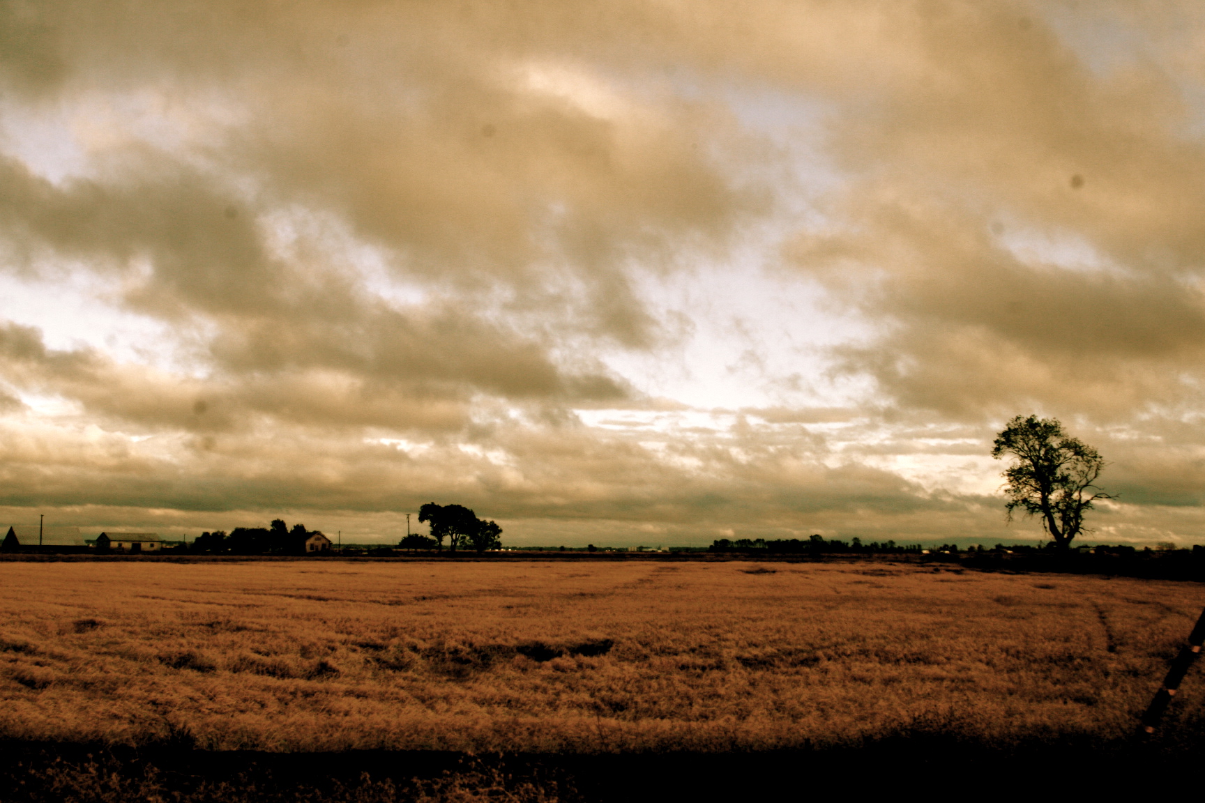 rice crop glenn county