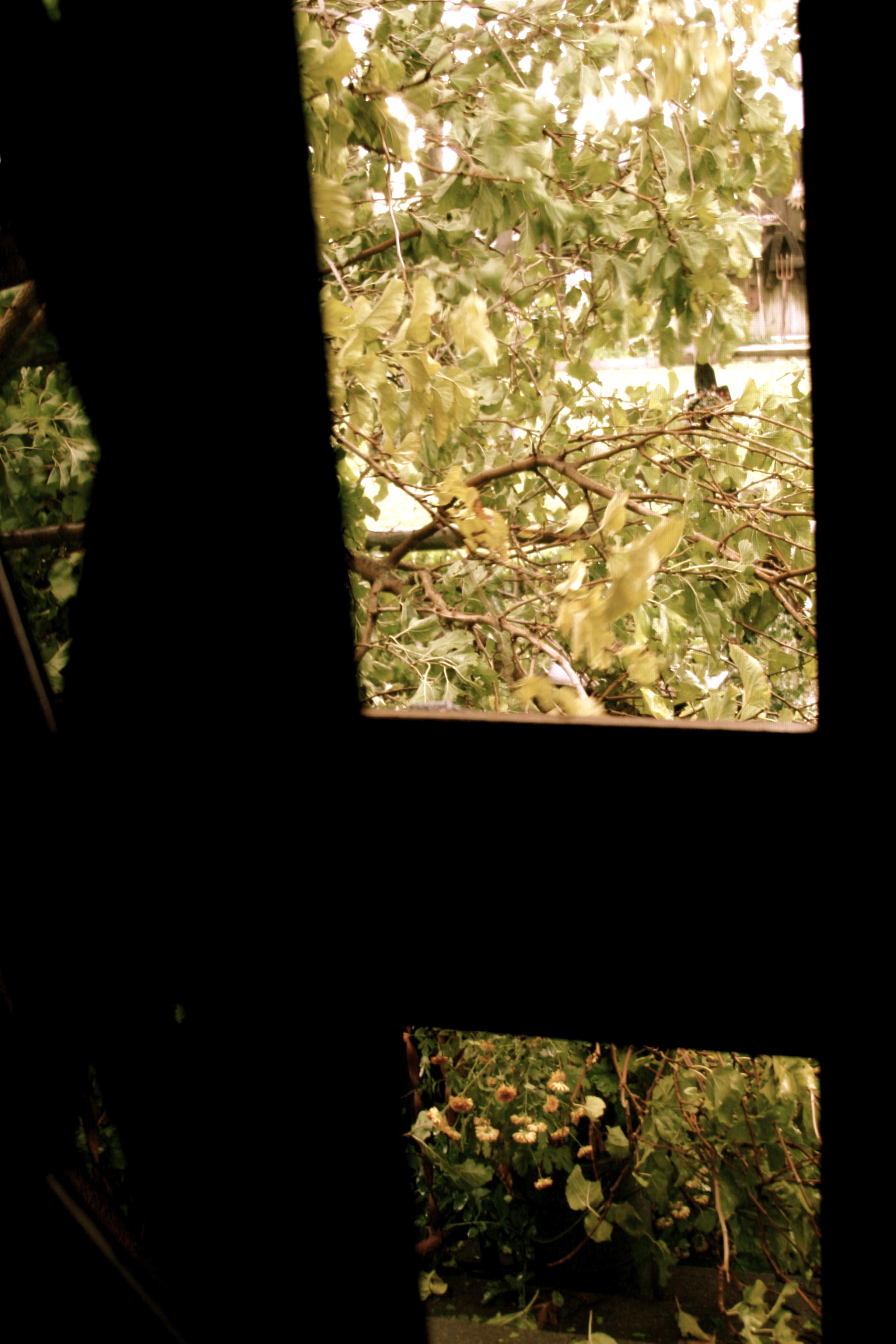 tree in front of the door way