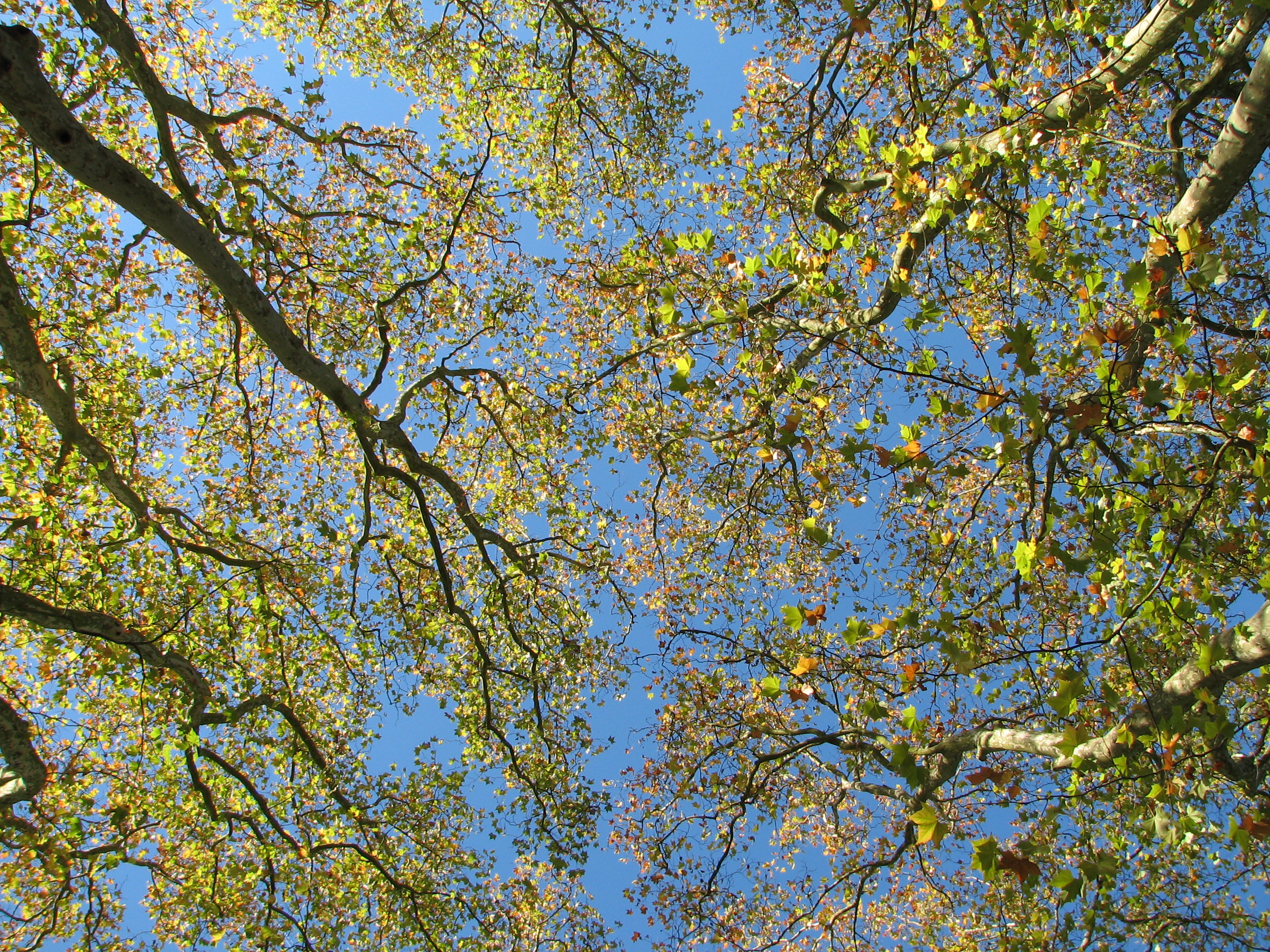 looking up trees