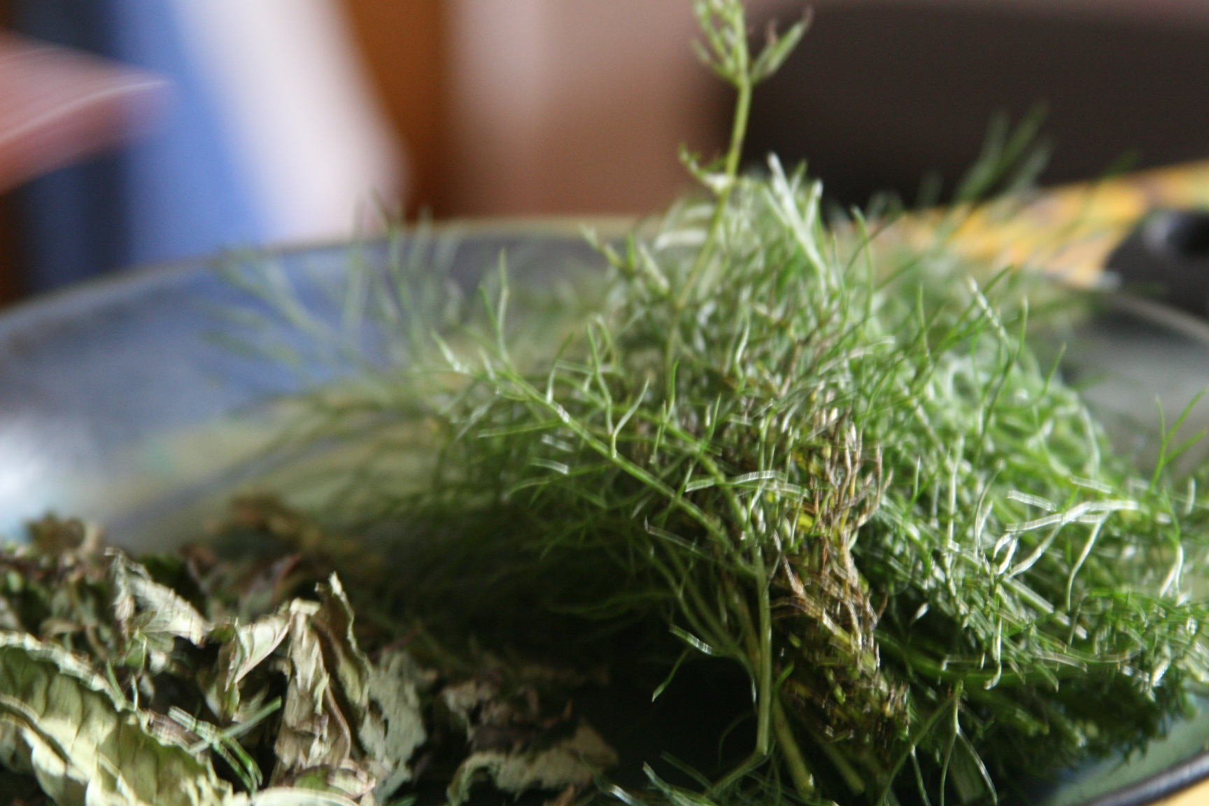 fennel and mint fennel and mint