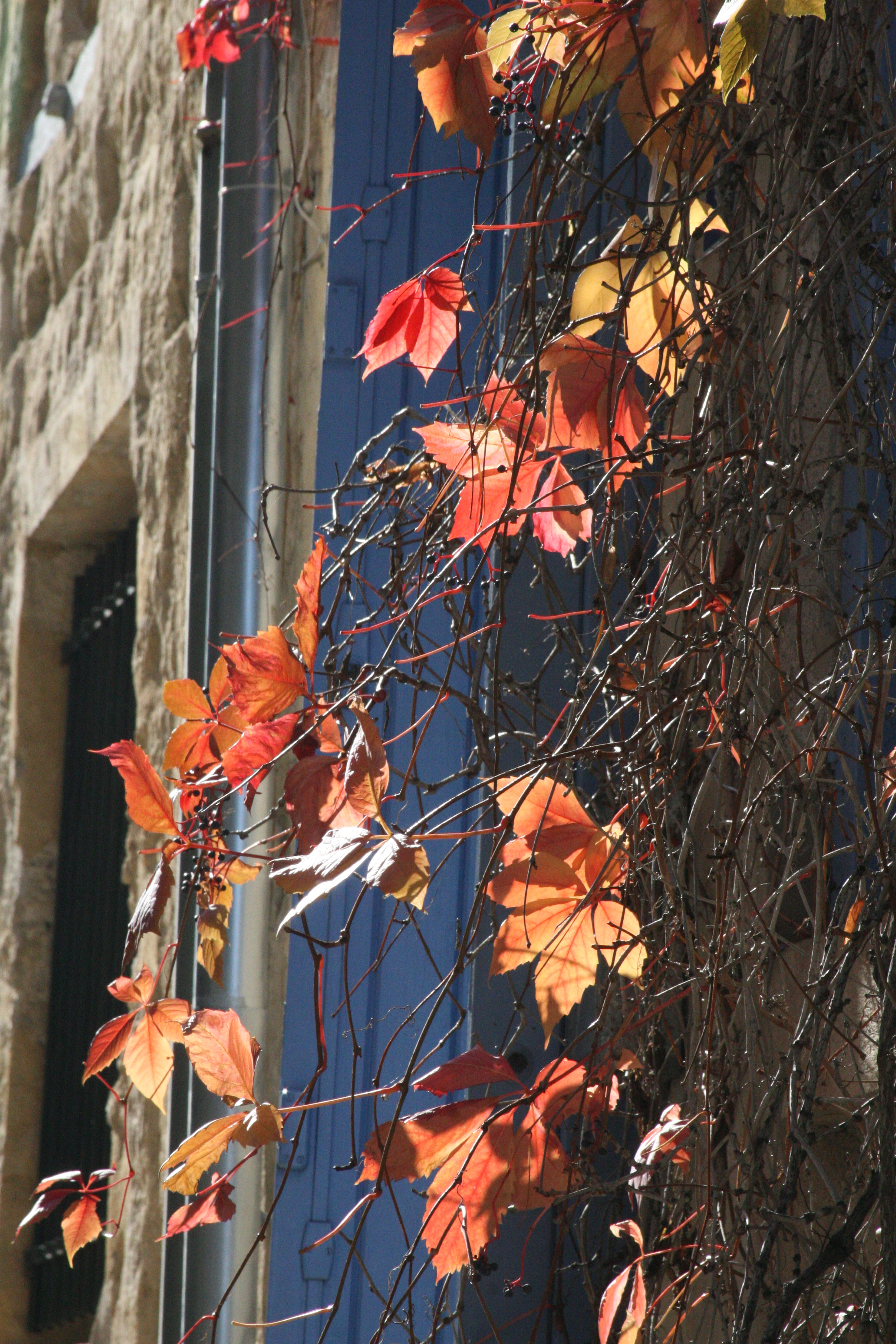 Season autumn leaves