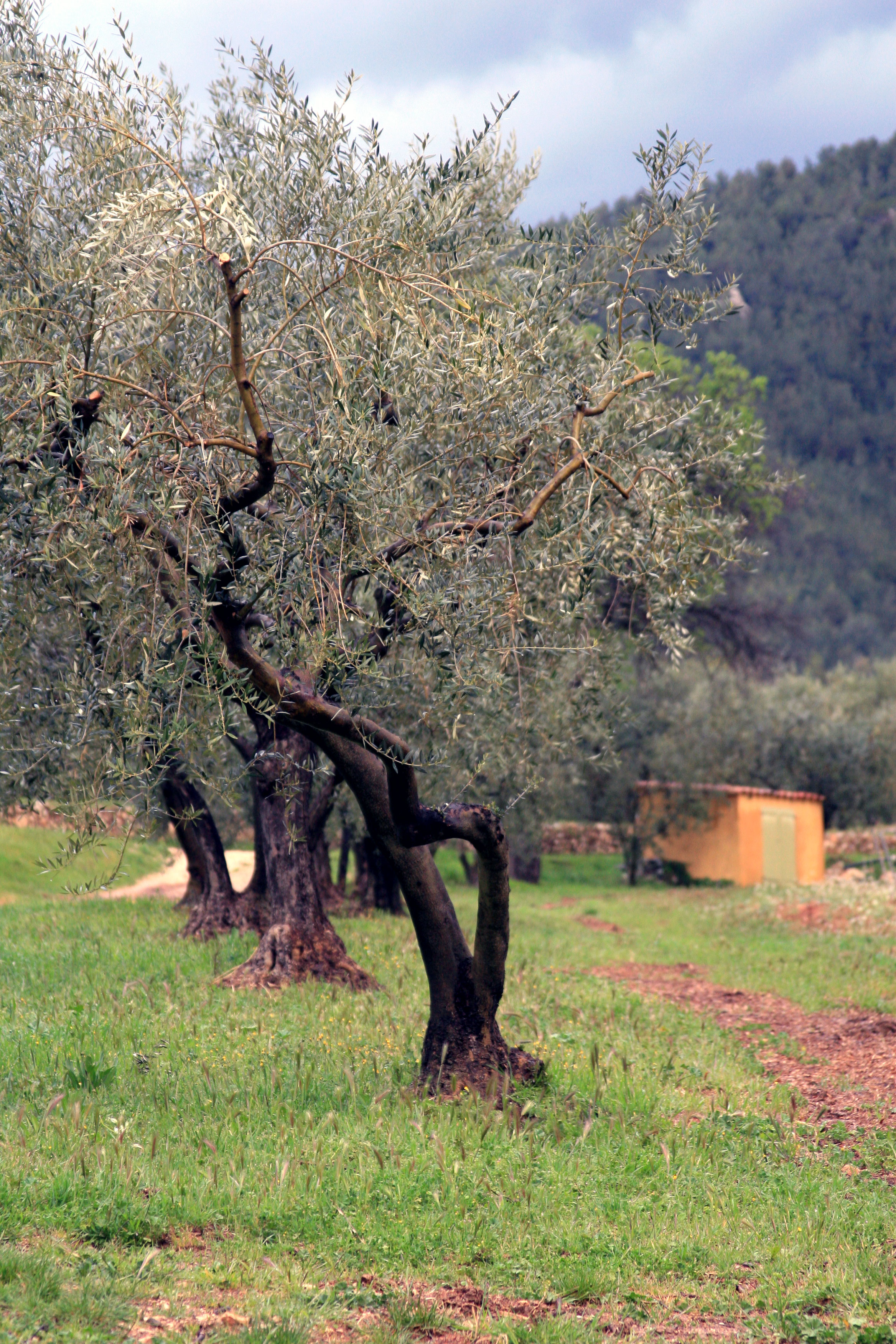 South-of-france-olive-tree