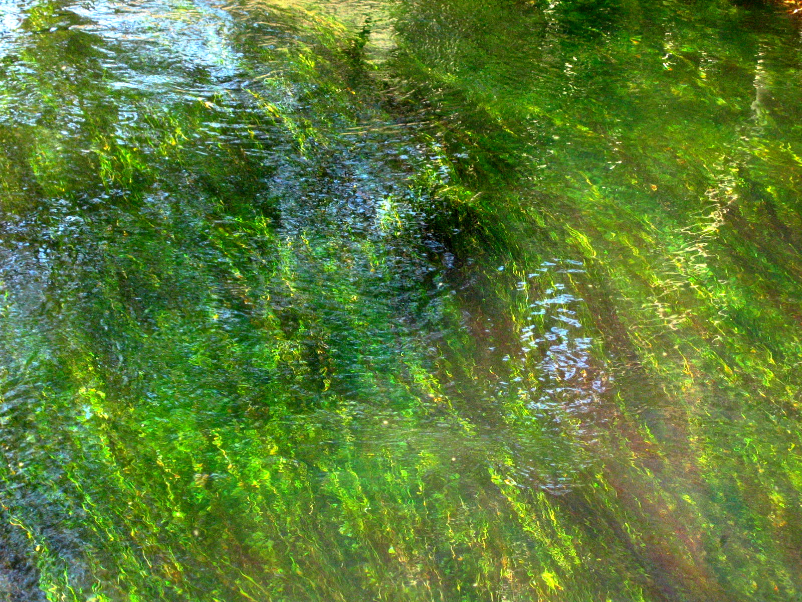 swimming hole swimming hole