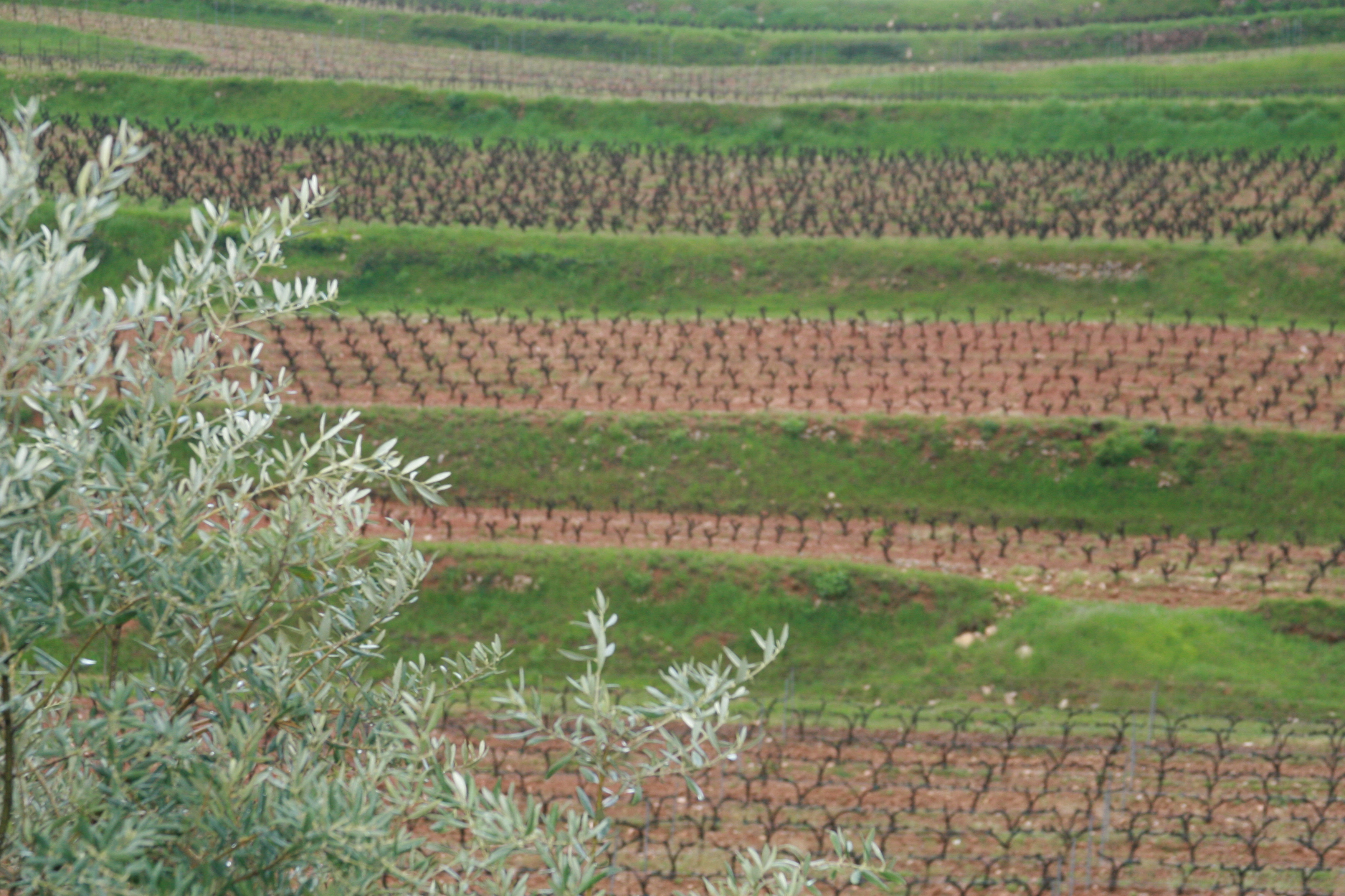 French southern vineyards French southern vineyards