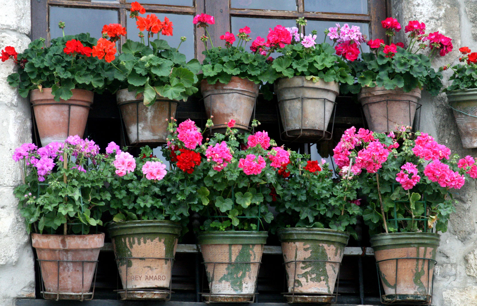 Potted-flowers