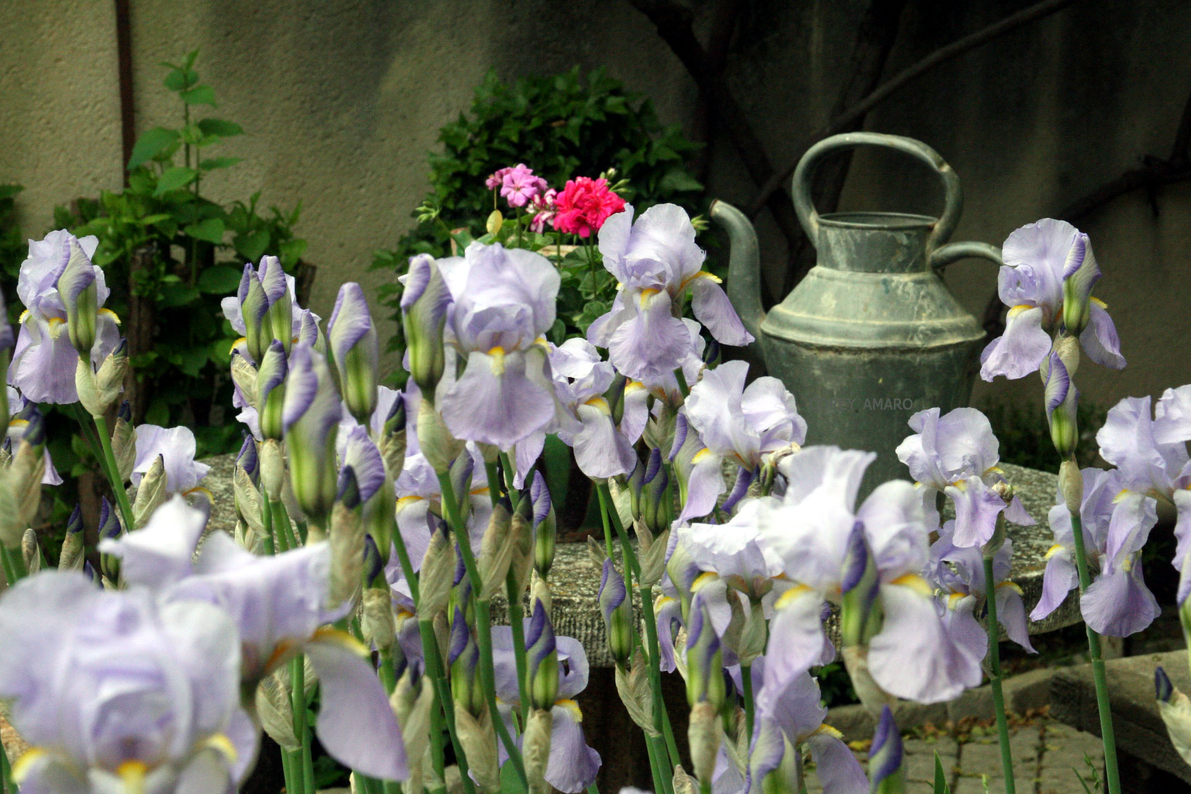 Irises