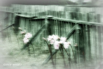 CoreyAmaro_Mendocino