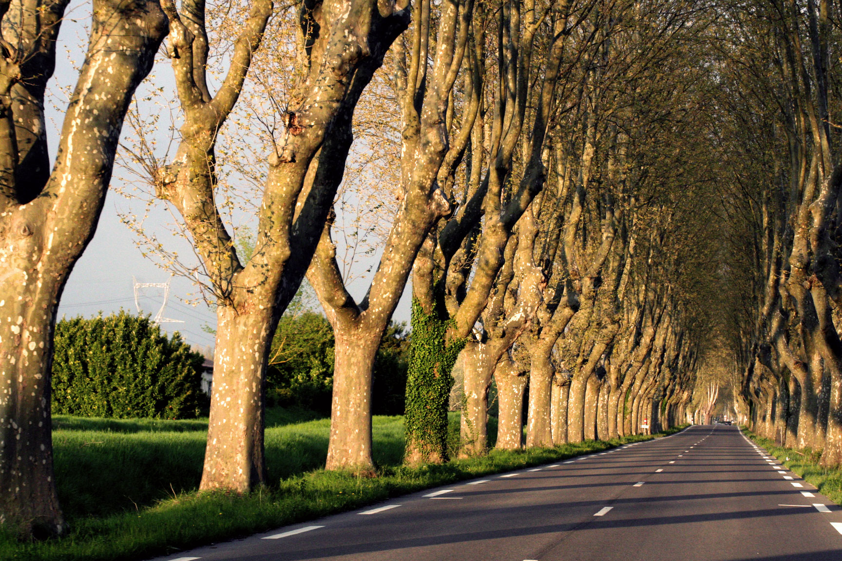 Tree-lined-road-in-France
