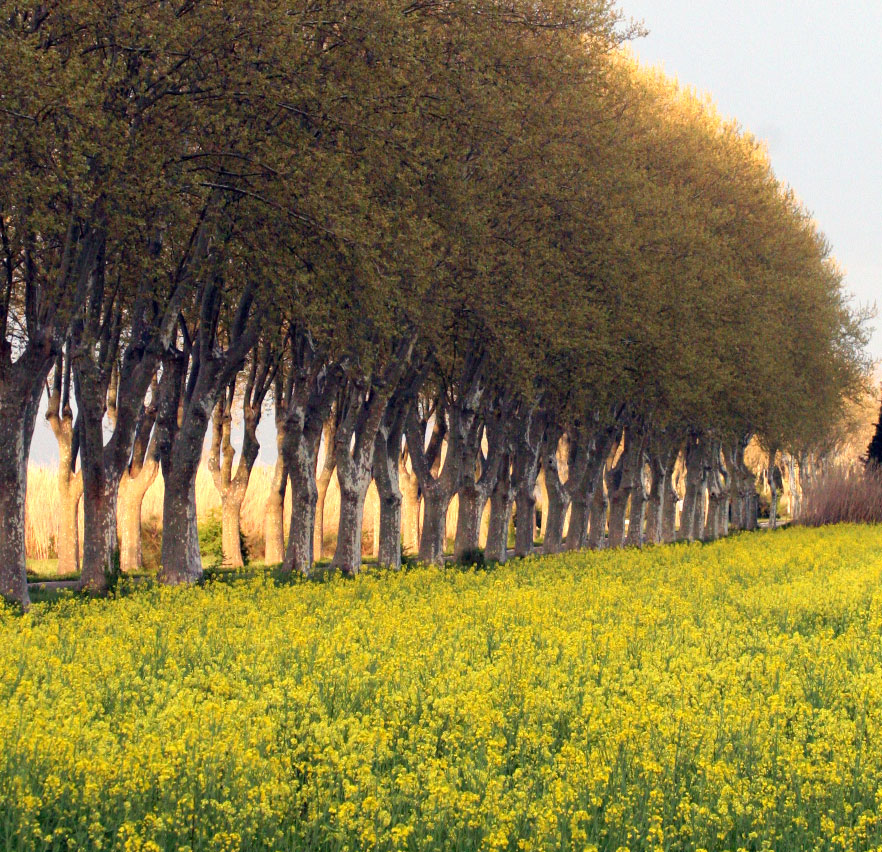 Trees-and-mustard