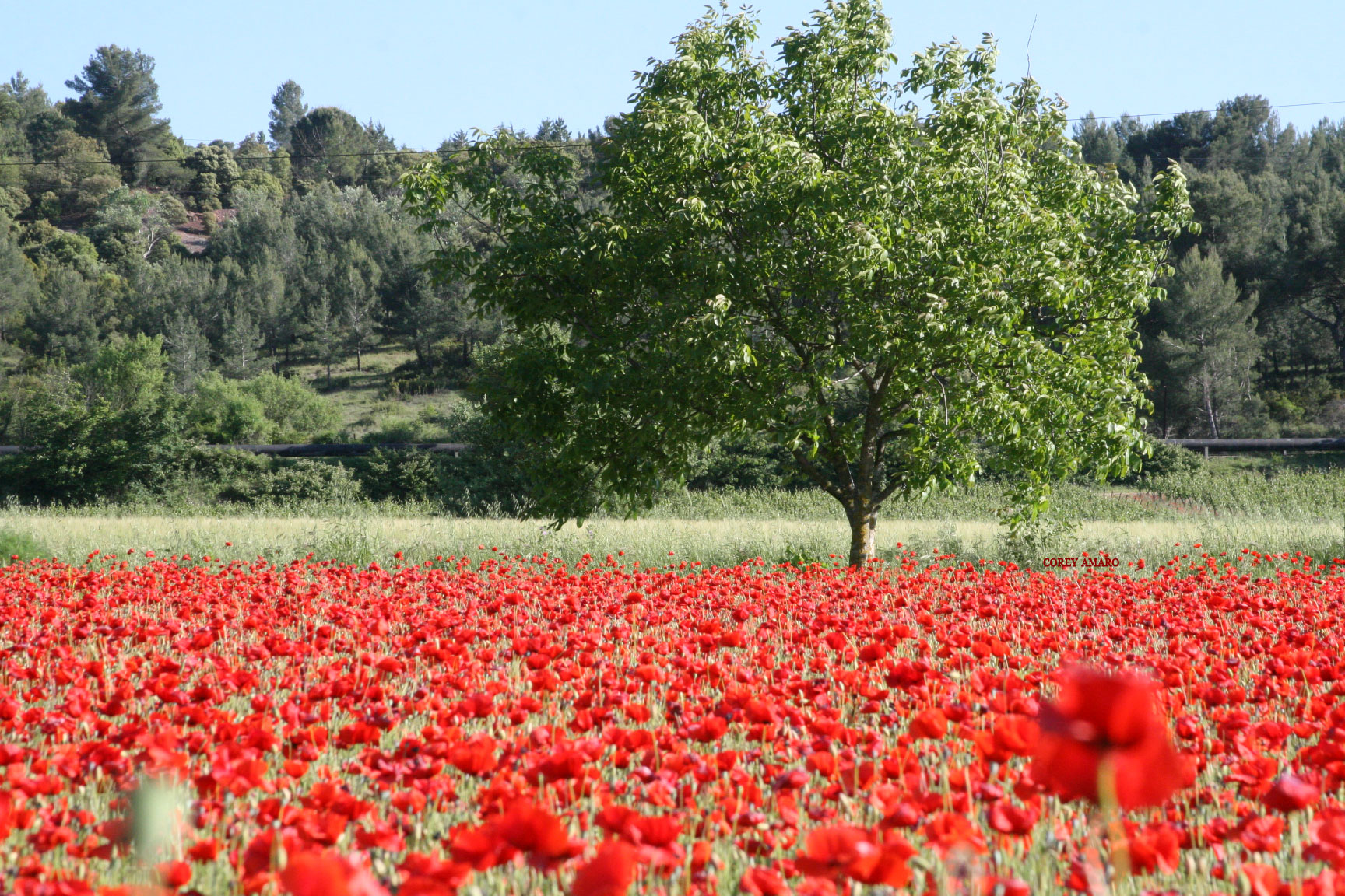 Poppy-field