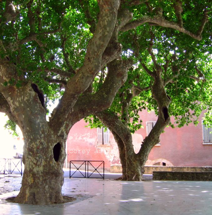 Plane trees in france