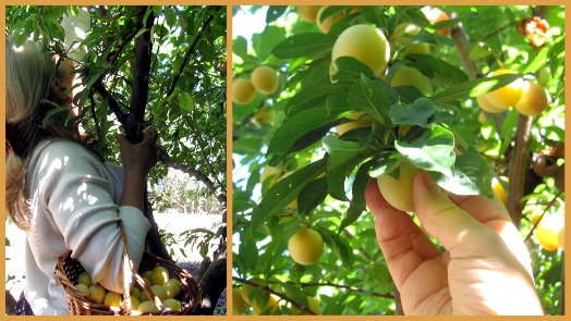 Yellow plum tree Yellow plum tree