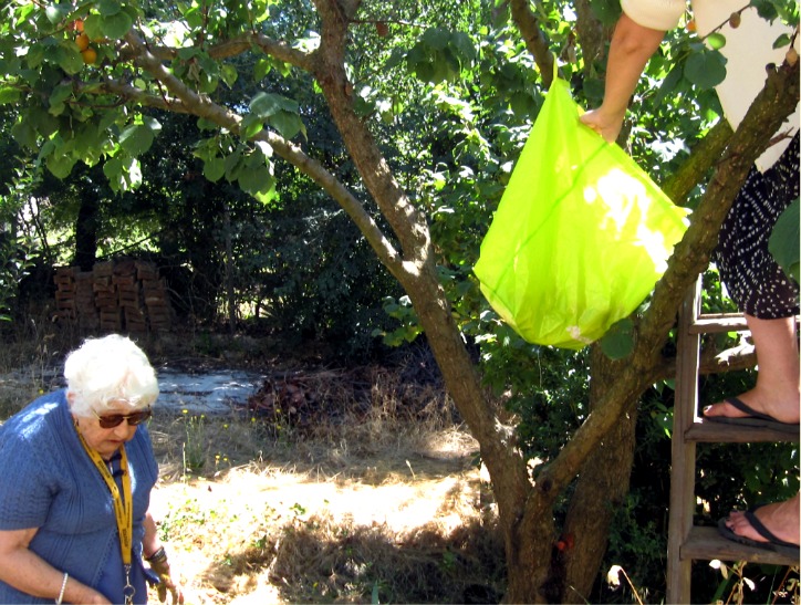 Picking fruit in a tree Picking fruit in a tree