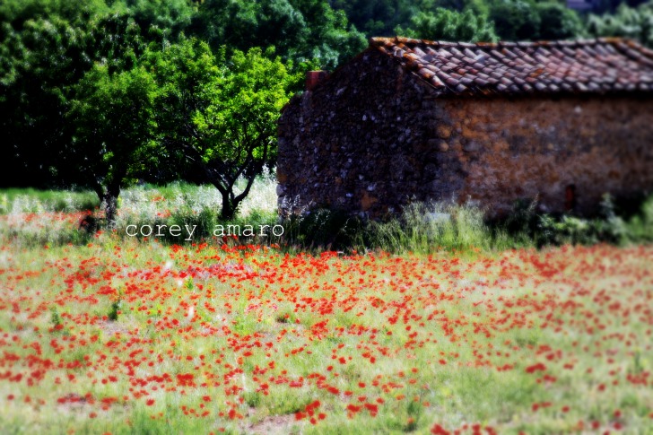 Poppy fields provence Poppy fields provence