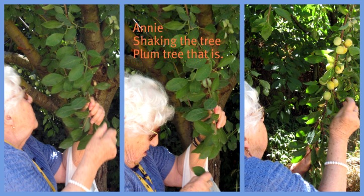 Shaking the plum tree Shaking the plum tree