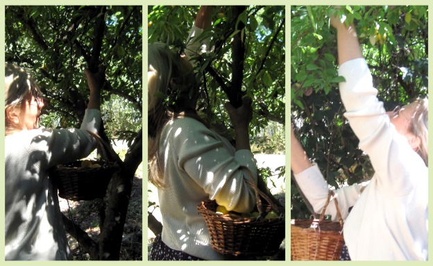 Corey picking apricots Corey picking apricots
