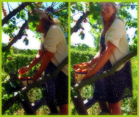 In the apricot tree In the apricot tree