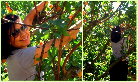 Ladelle picking fruit Ladelle picking fruit