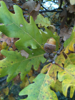 Looking for Mushrooms