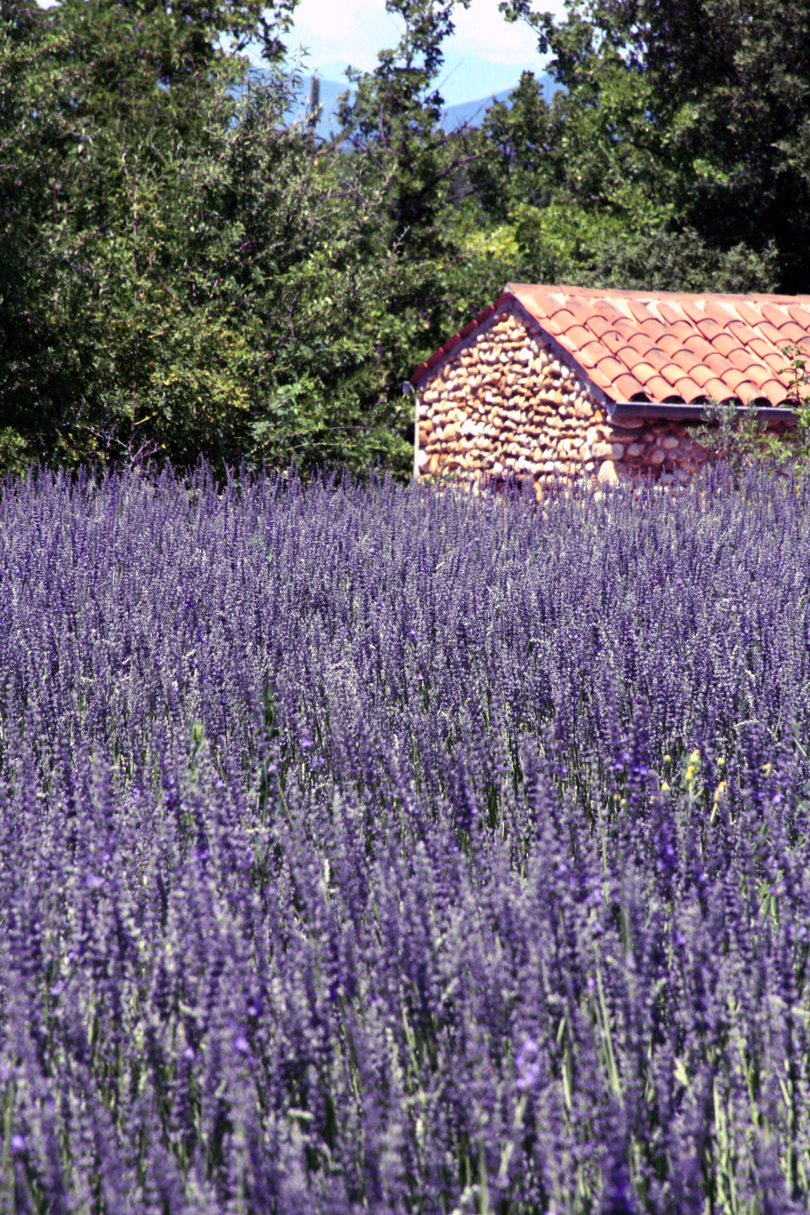 French lavender French lavender