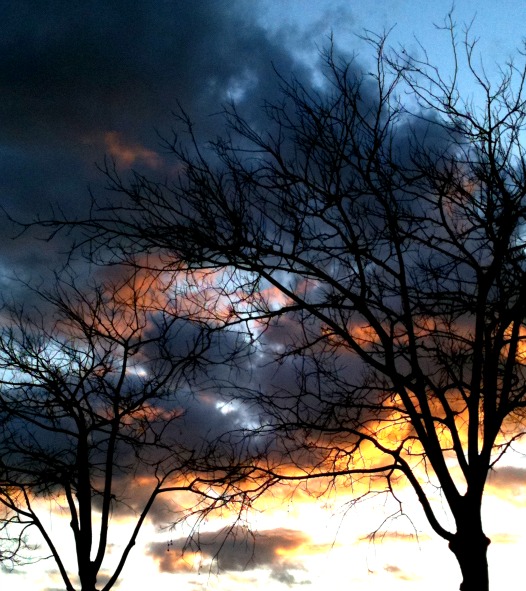 Trees against sky Trees against sky