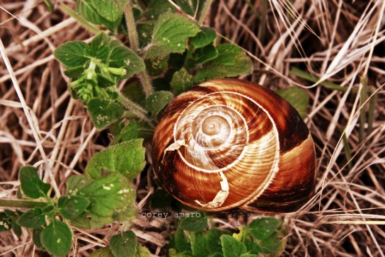Escargot