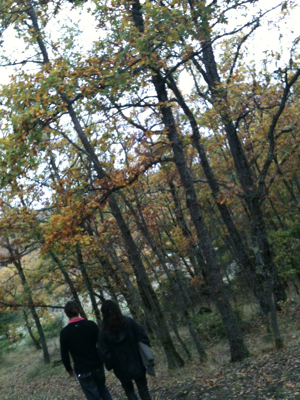 Looking for Mushrooms