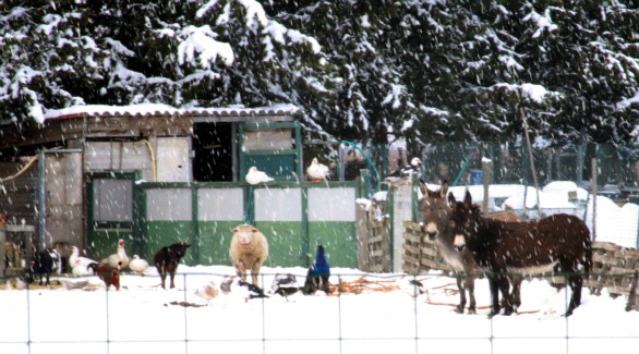 Twelve farm animals and a friend