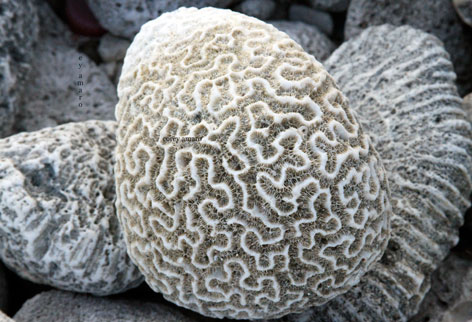 Tulum-beach-mexico-coral