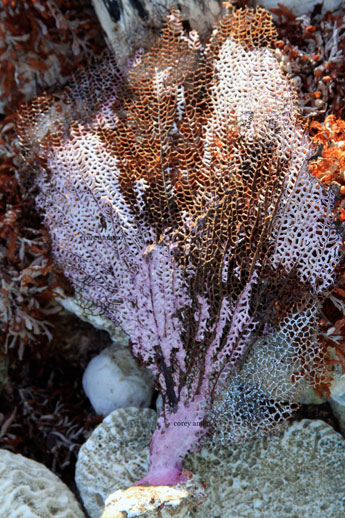 Coral-reef-tulum-mexico