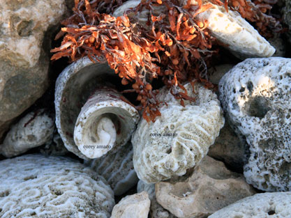 Coral-and-sea-fans-tulum