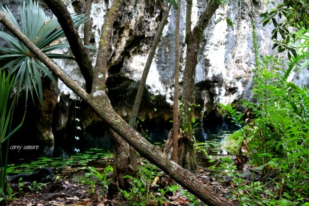 Cenote jungle mexico Cenote jungle mexico
