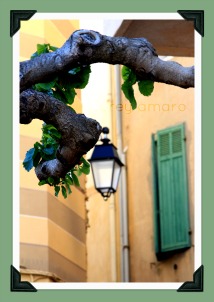 Plane tree in provence