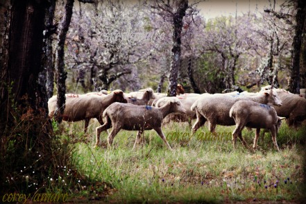 Lambs on the roadside