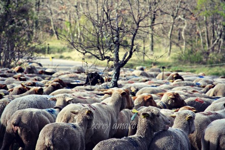 Sheep in the French countryside