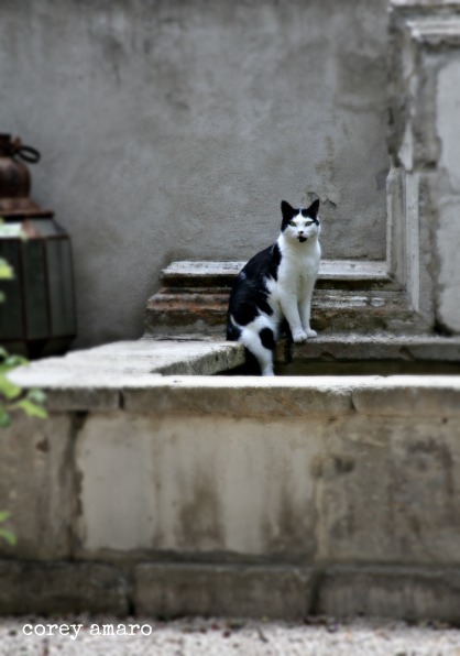 French cat