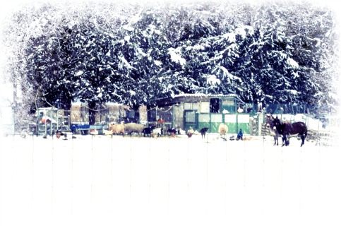 Out in the cold