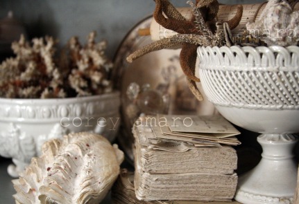 Collections Seashells