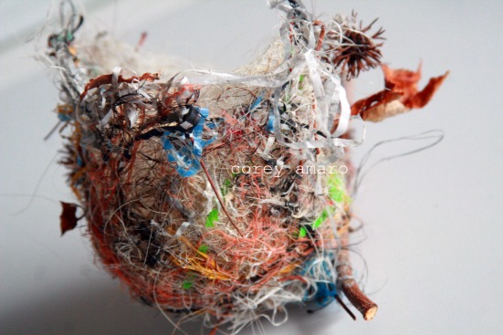 Bird's nest found Bird's nest found