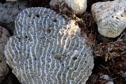 Coral-tulum-mexico-beach