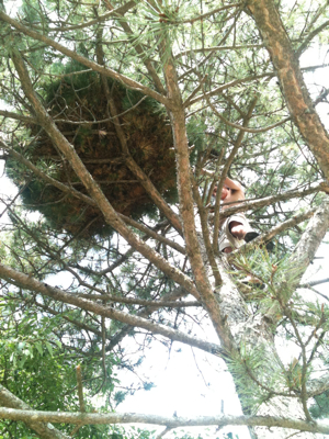 Up a Tree