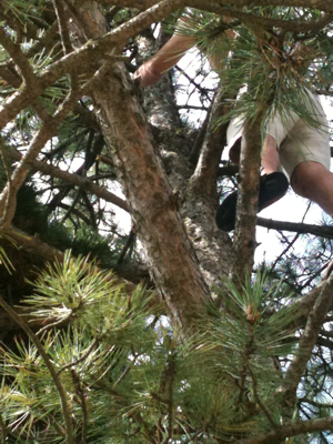 Up a Tree