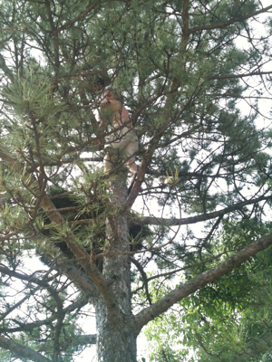 Up a Tree