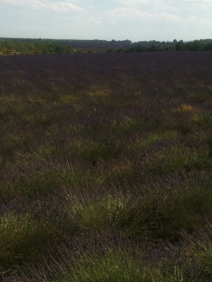 Route of the French Lavender